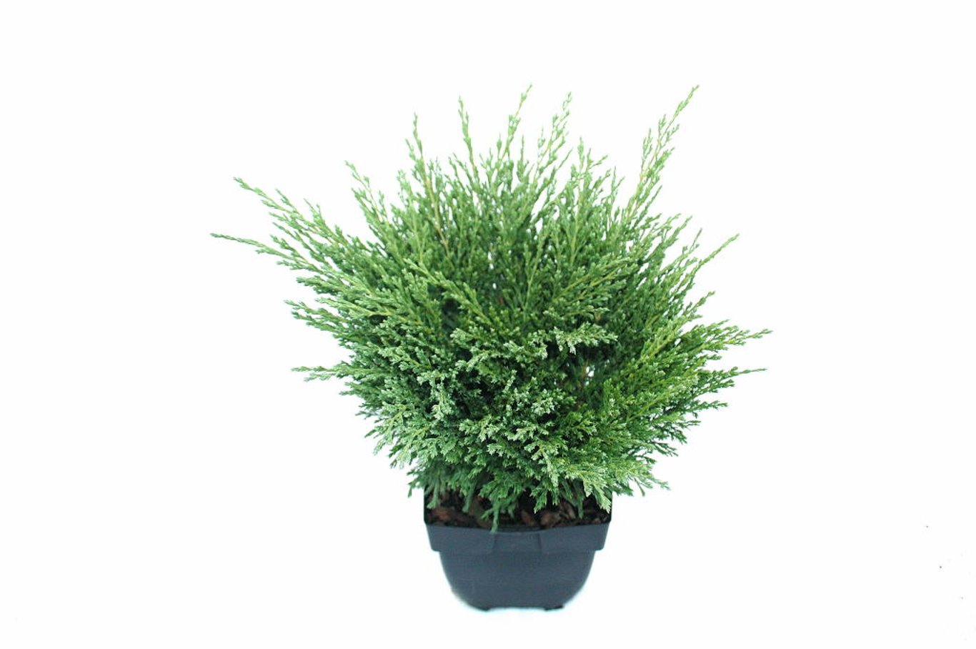 Juniperus h. 'Andorra Compact' - C2